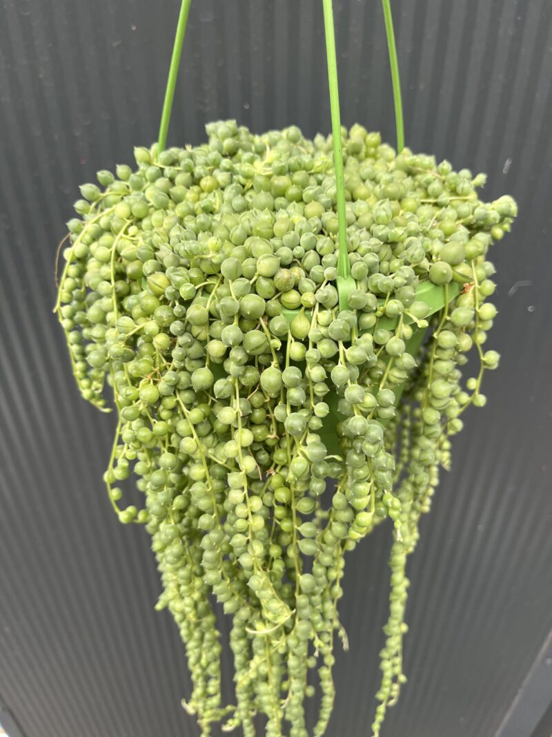Senecio rowleyanus Senecio rowleyanus