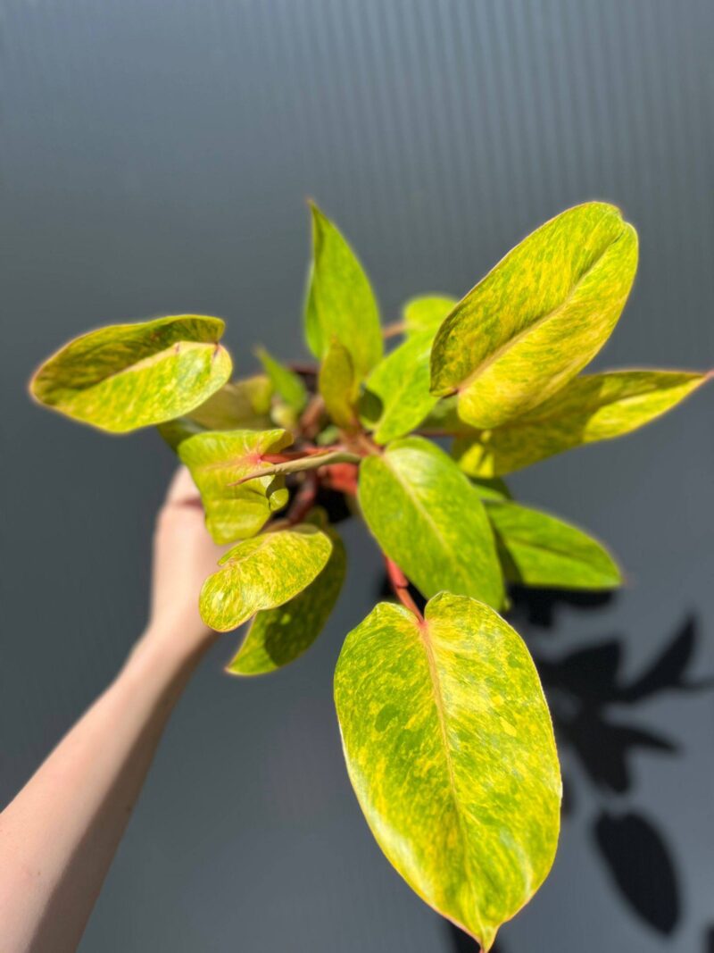 Philodendron Painted Lady Philodendron Painted Lady