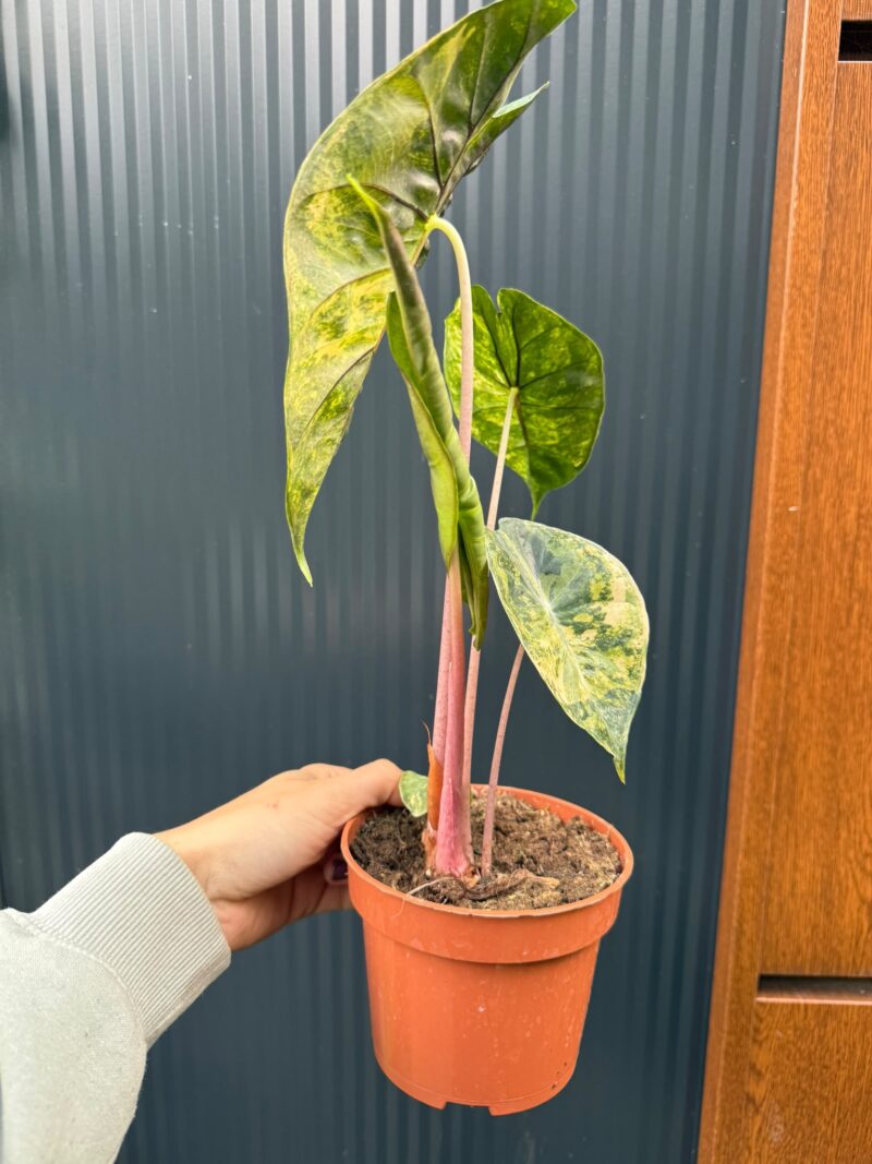 Alocasia Pink Dragon Aurea variegata