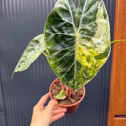 Alocasia Pink Dragon Aurea variegata