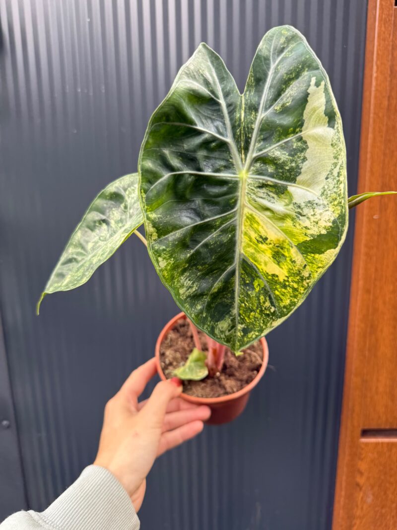 Alocasia Pink Dragon Aurea variegata Alocasia Pink Dragon Aurea variegata
