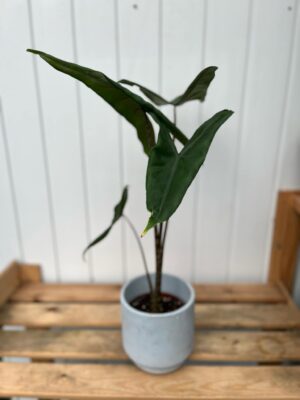 Alocasia Tigrina