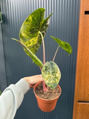 Alocasia Pink Dragon Aurea variegata
