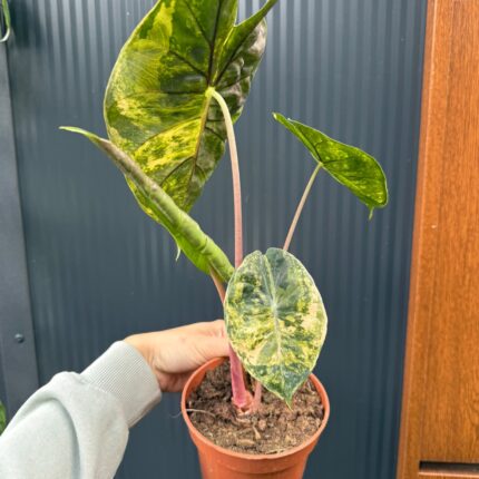 Alocasia Pink Dragon Aurea variegata