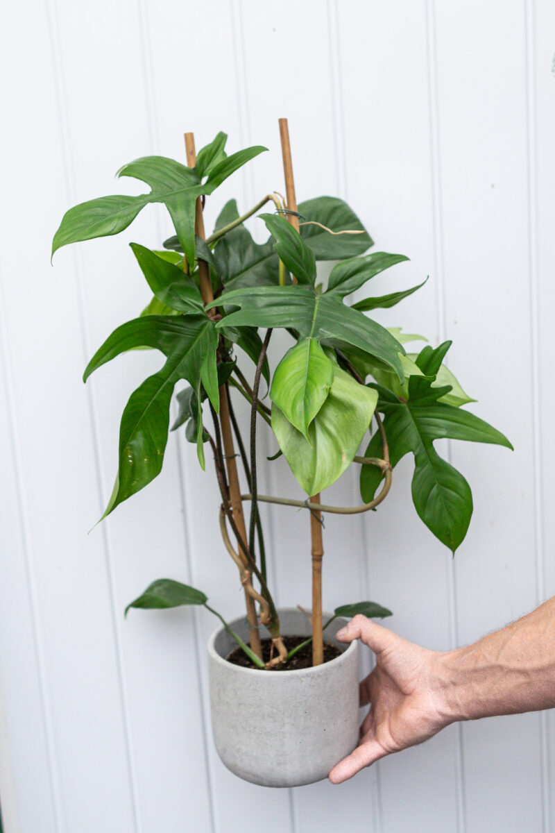 Philodendron Florida Green – cięty pęd