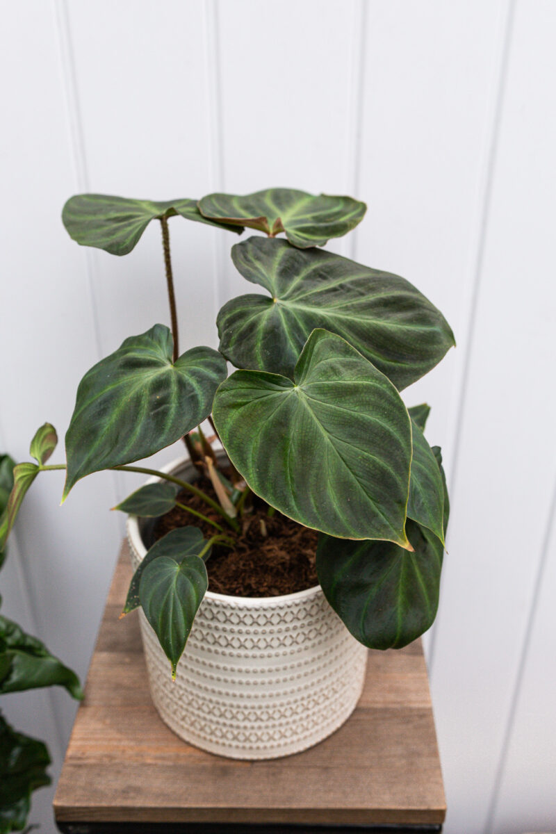 Philodendron Verrucosum L Philodendron Verrucosum L