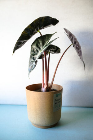 Alocasia Pink Dragon