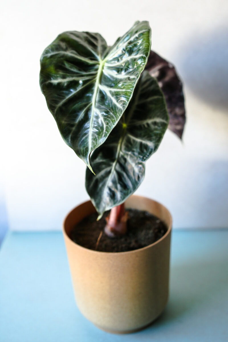 Alocasia Pink Dragon Alocasia Pink Dragon