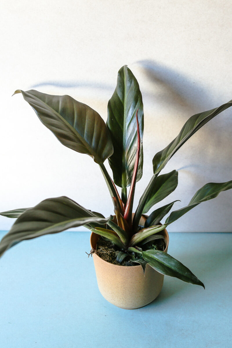 Philodendron Autumn