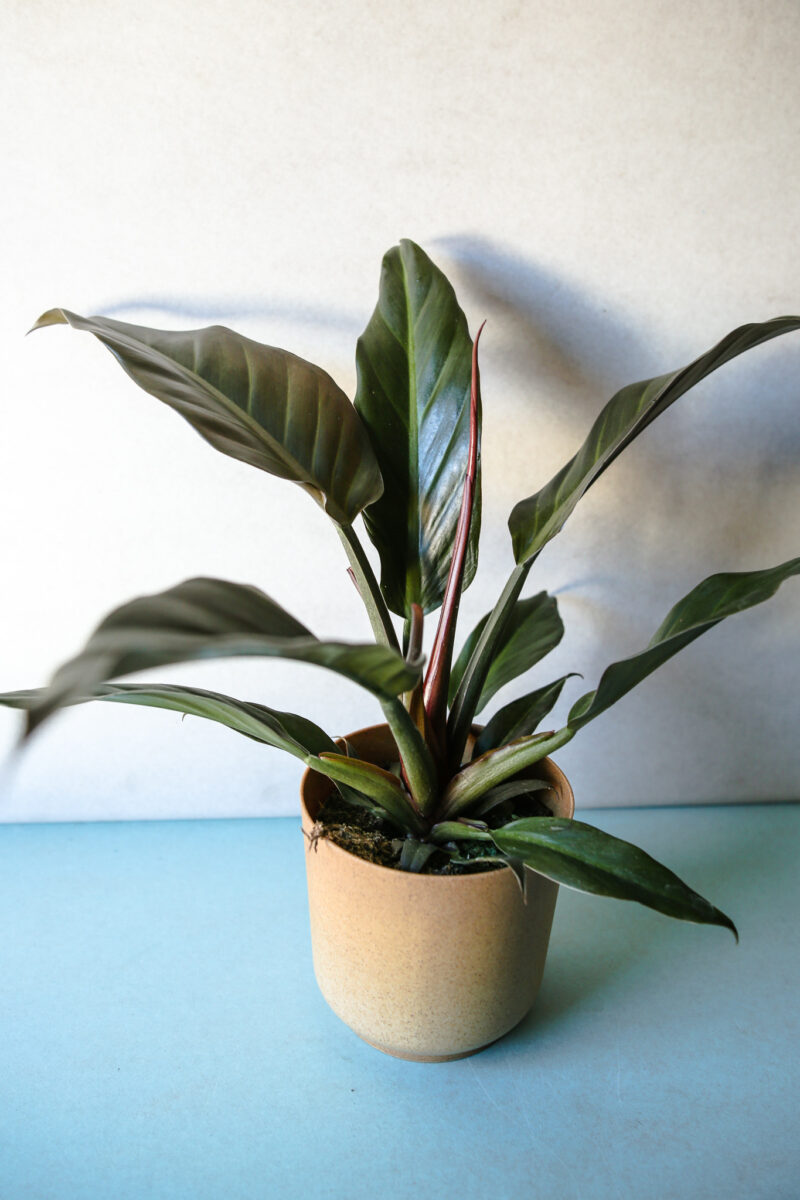 Philodendron Autumn Philodendron Autumn