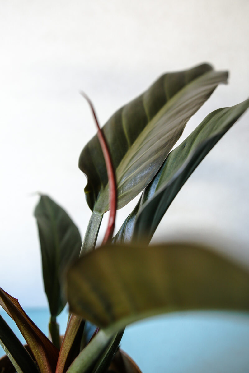 Philodendron Autumn