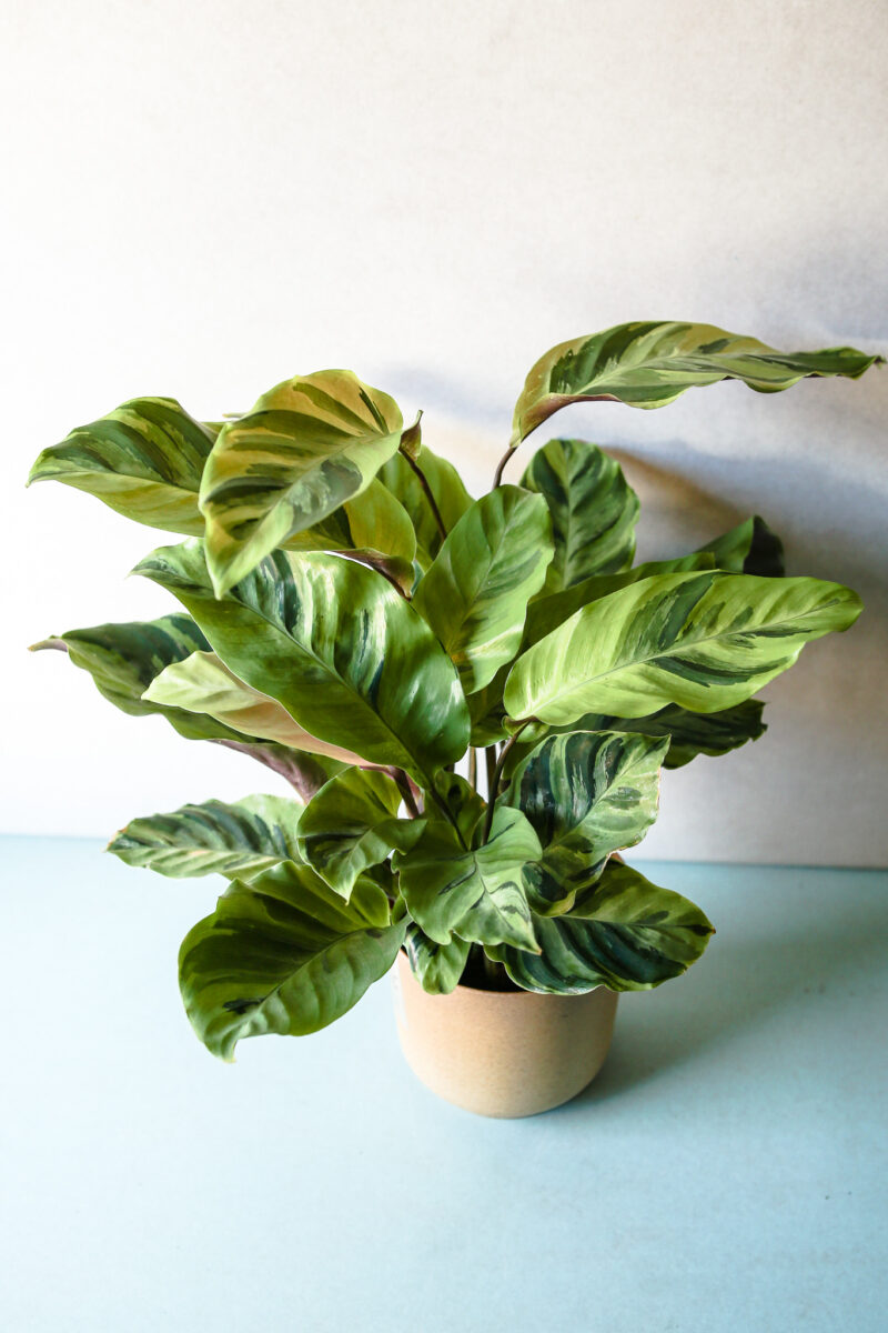 Calathea Yellow Fussion