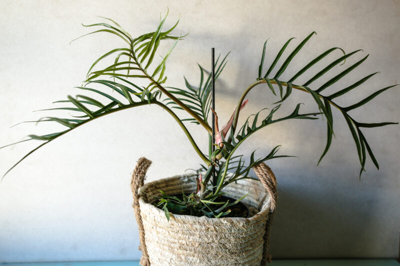 Philodendron Tortum