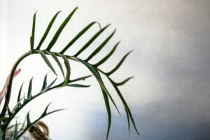 Philodendron Tortum