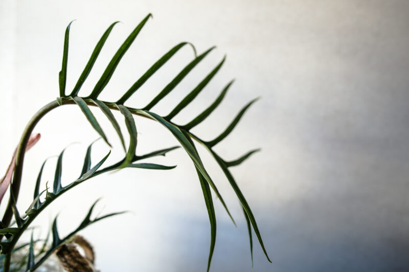 Philodendron Tortum