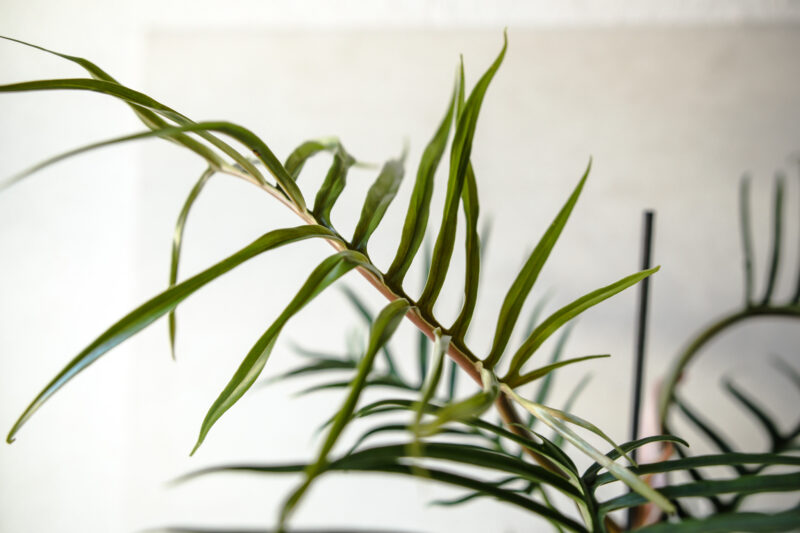 Philodendron Tortum
