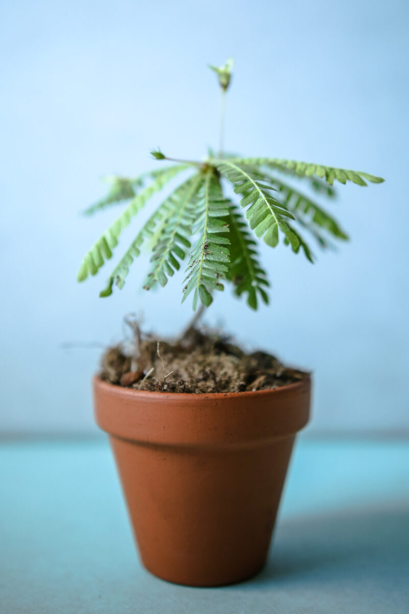 biophytum sensitivum biophytum sensitivum