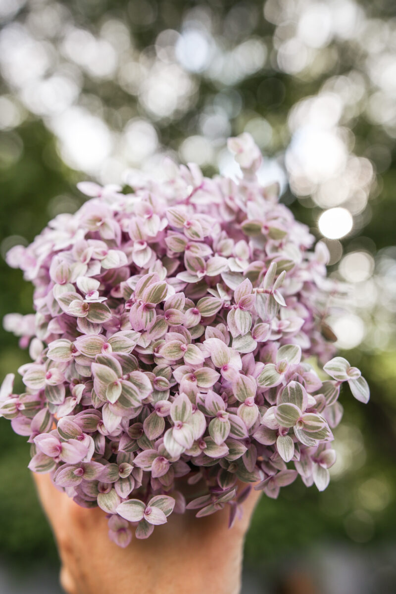 Callisia rosato ‘Pink Lady’ Callisia rosato ‘Pink Lady’