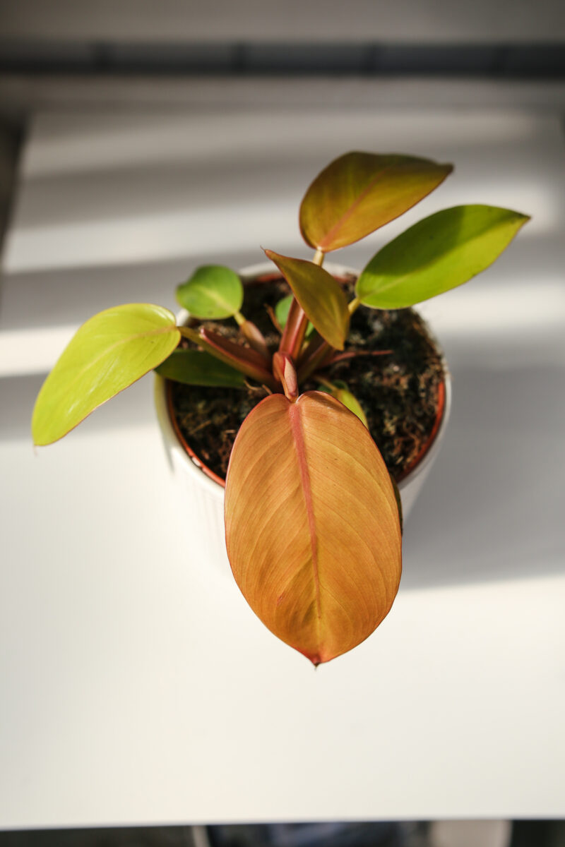 Philodendron Prince of Orange