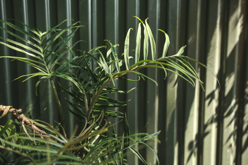 Philodendron Tortum