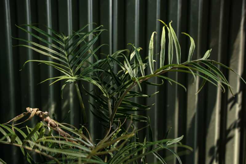 Philodendron Tortum Philodendron Tortum