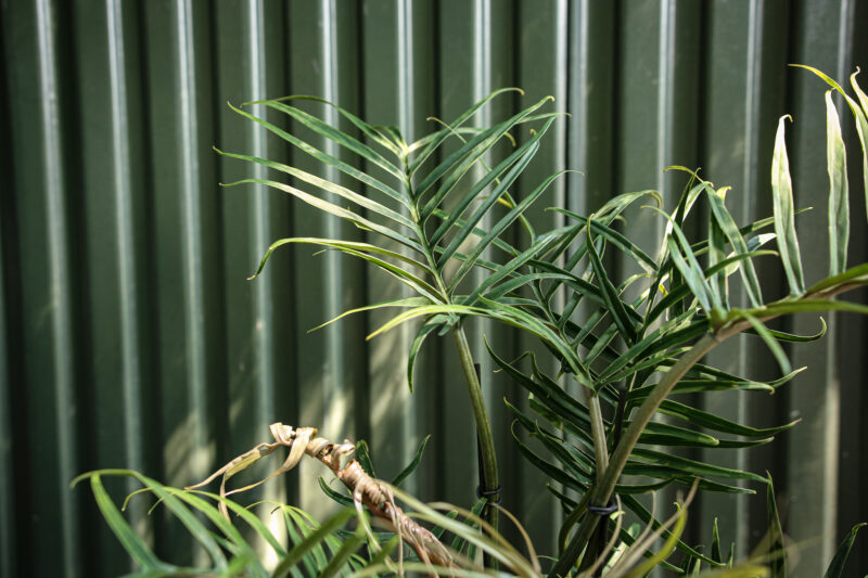 Philodendron Tortum