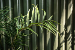 Philodendron Tortum