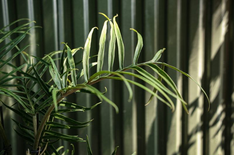 Philodendron Tortum