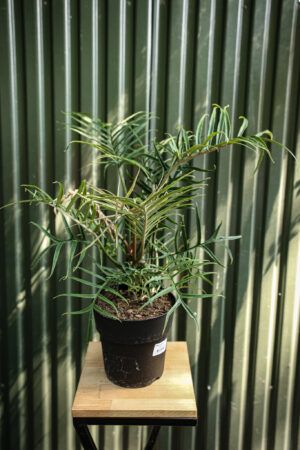 Philodendron Tortum