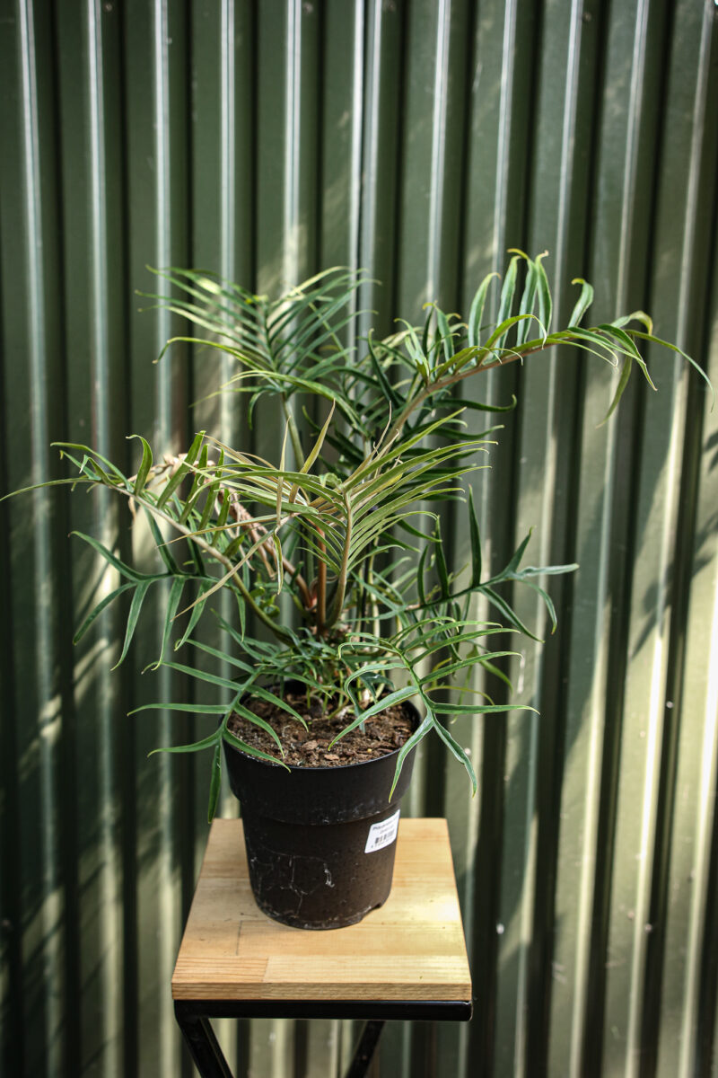 Philodendron Tortum