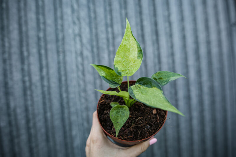 Alocasia cucullata variegata słabsze wybarwienie Alocasia cucullata variegata słabsze wybarwienie