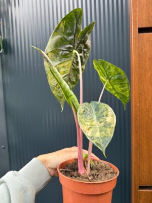 Alocasia Pink Dragon Aurea variegata