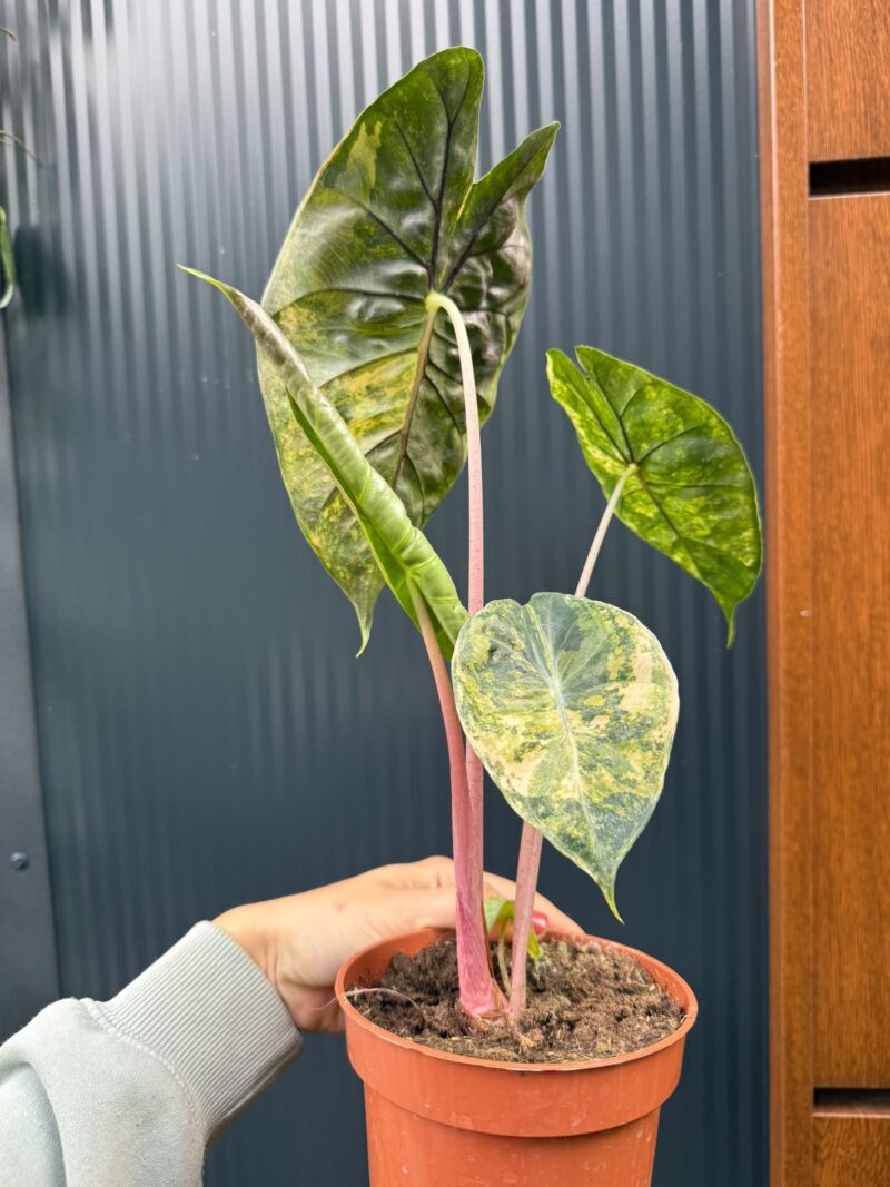 Alocasia Pink Dragon Aurea variegata