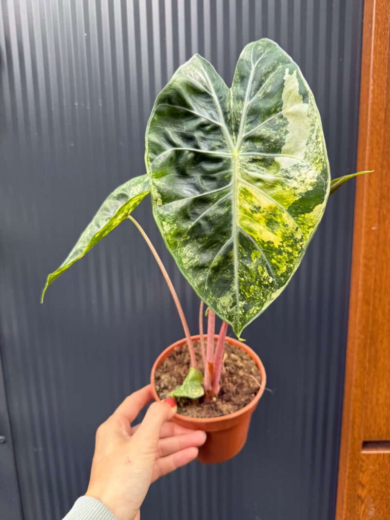 Alocasia Pink Dragon Aurea variegata