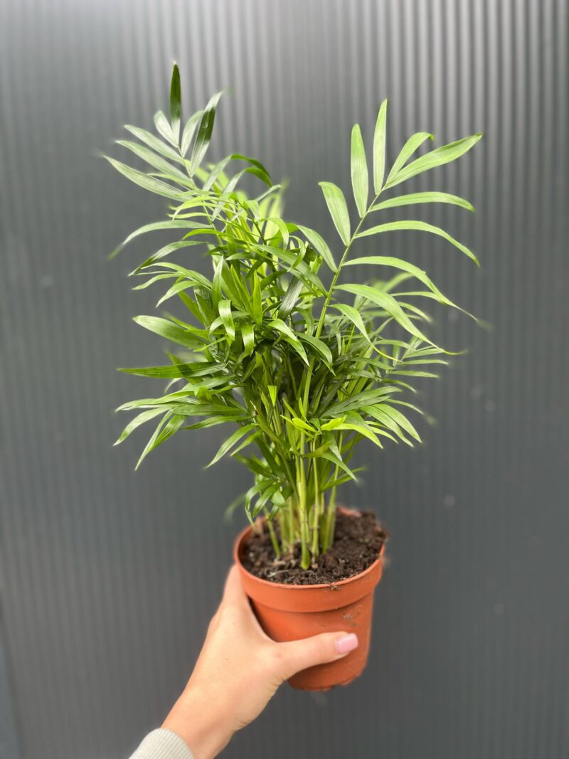 Chamaedorea elegans – palma koralowa Chamaedorea elegans – palma koralowa