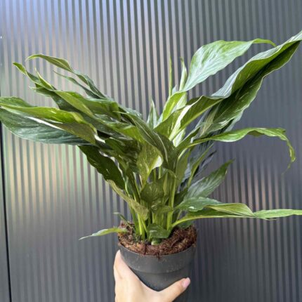 Skrzydłokwiat Diamond Variegata