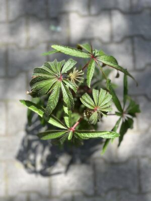 Begonia Luxurians