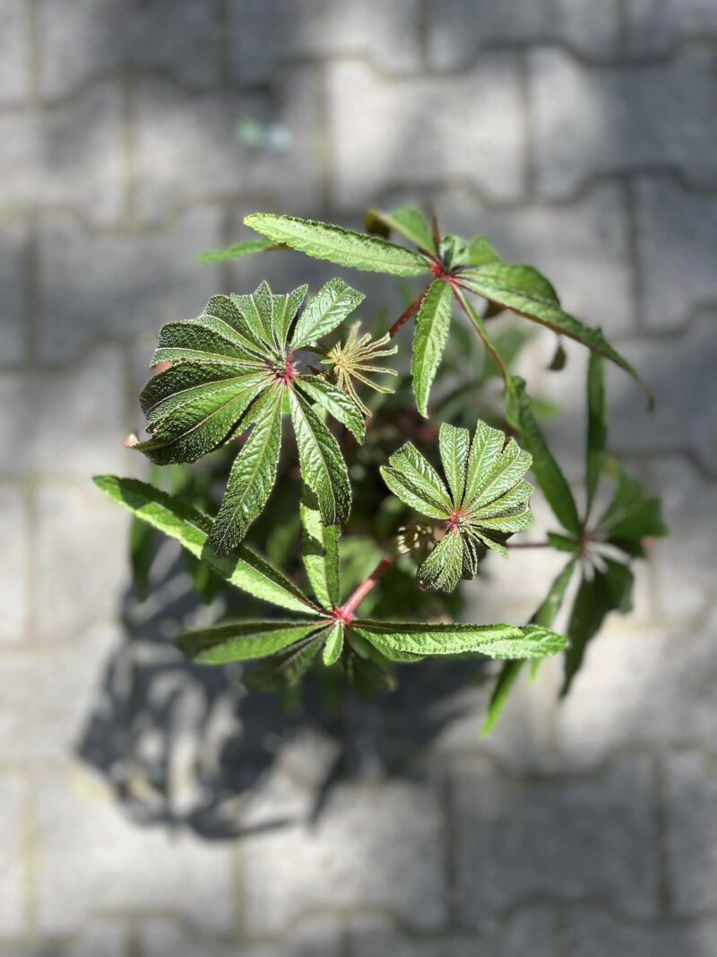 Begonia Luxurians