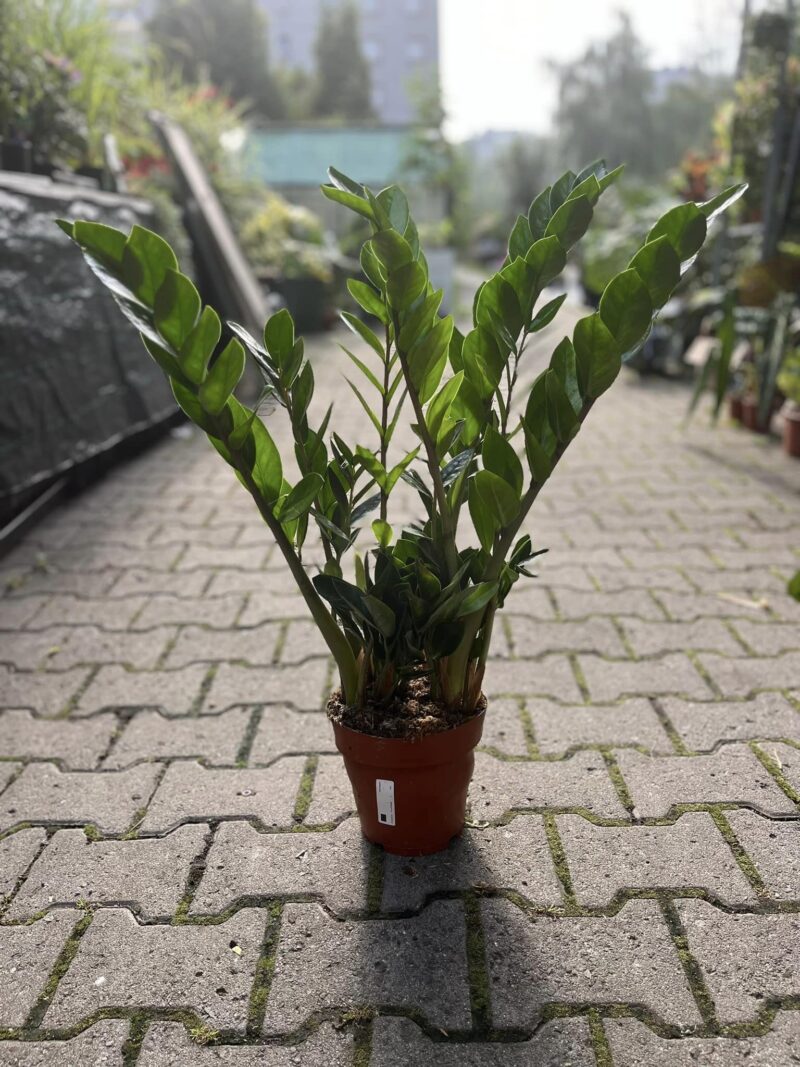 Zamioculcas Zamiifolia Zamioculcas Zamiifolia
