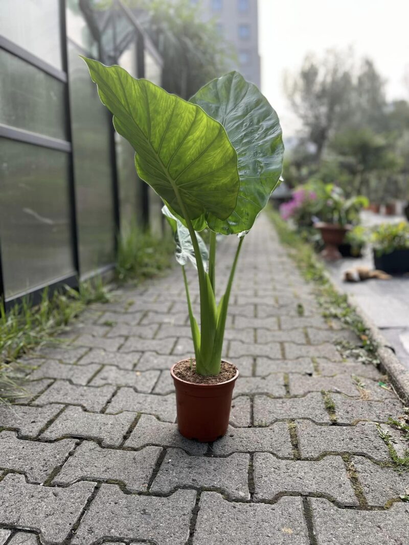Alocasia Macrorhiza Alocasia Macrorhiza