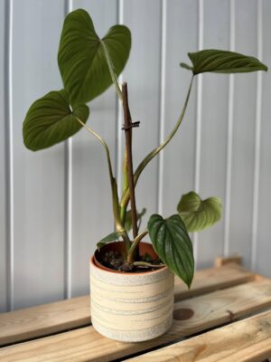 Philodendron Mamei