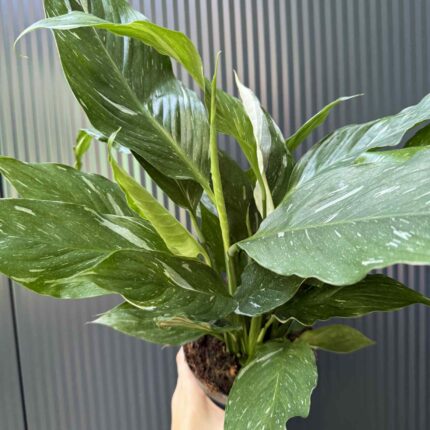 Skrzydłokwiat Diamond Variegata