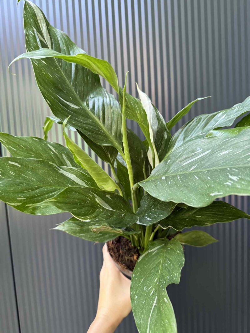 Skrzydłokwiat Diamond Variegata Skrzydłokwiat Diamond Variegata