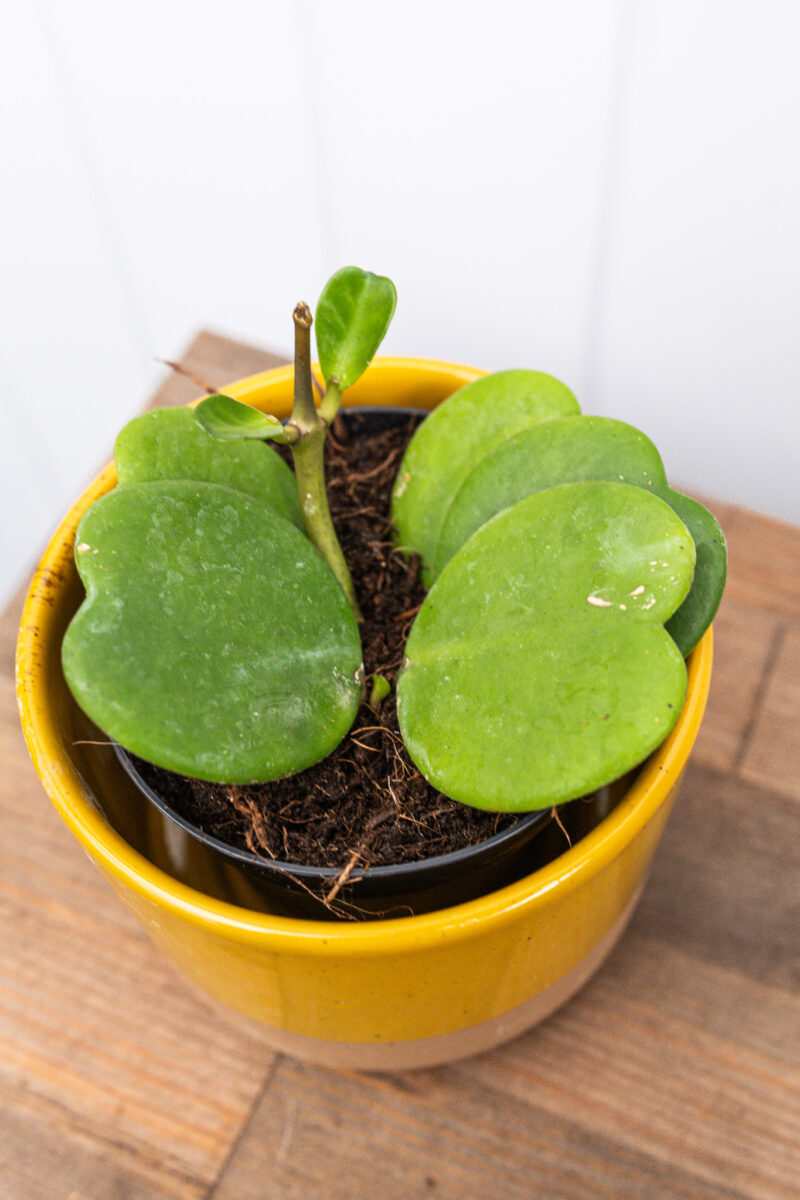 Hoya Kerrii