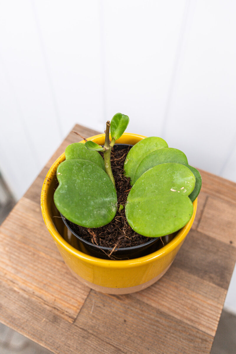 Hoya Kerrii