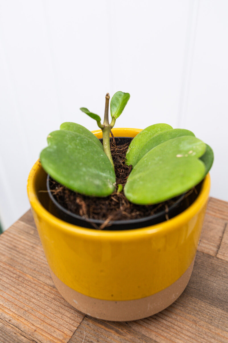 Hoya Kerrii