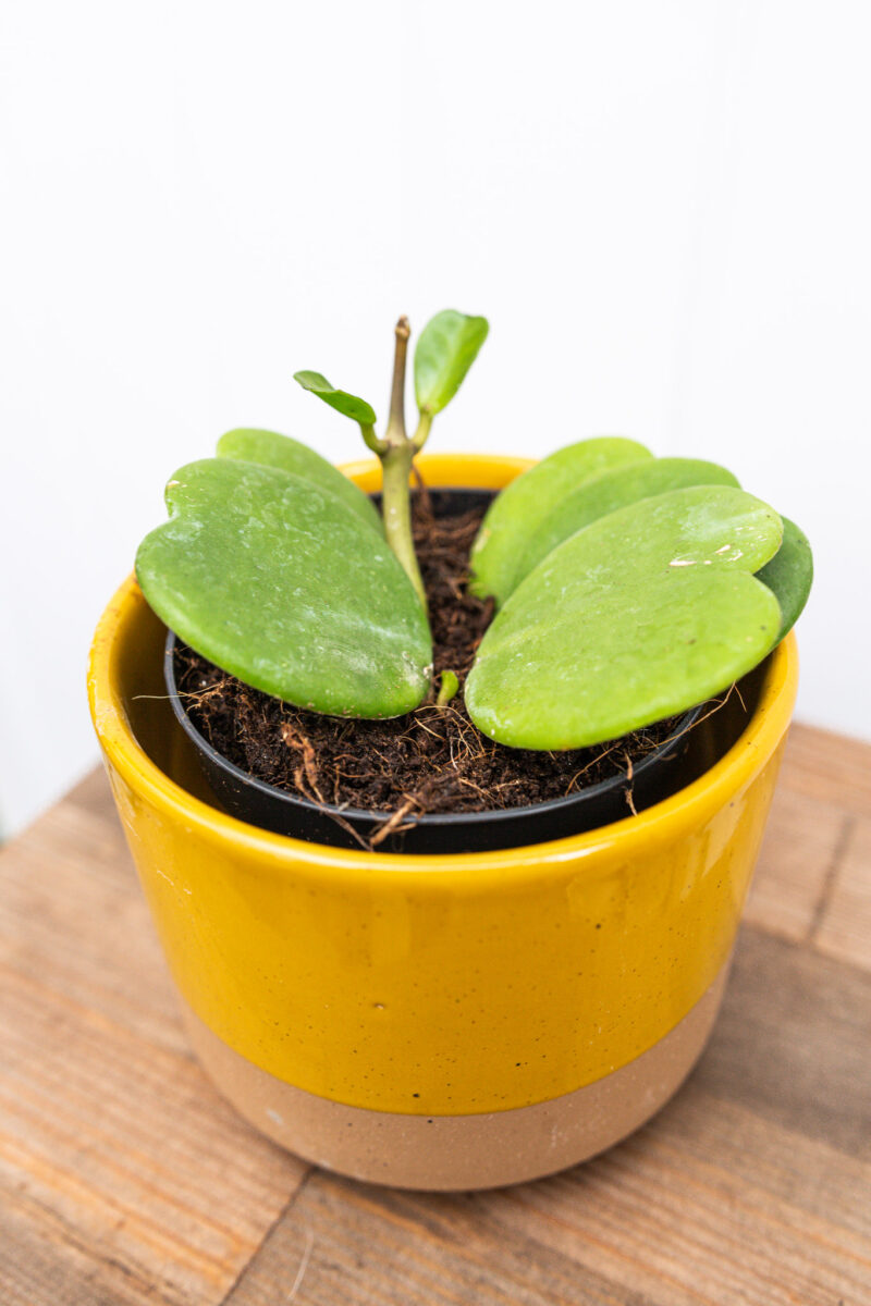Hoya Kerrii
