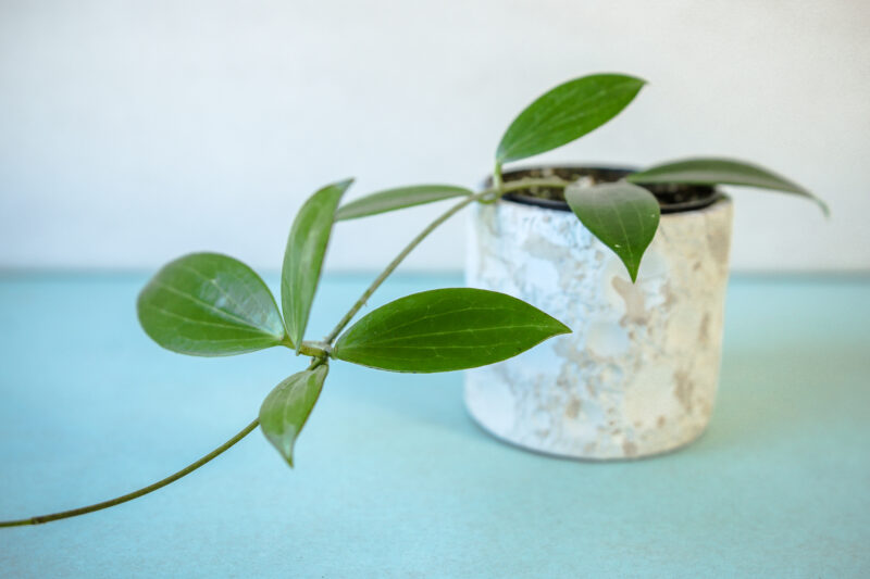 hoya nicholsoniae