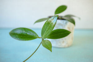 hoya nicholsoniae