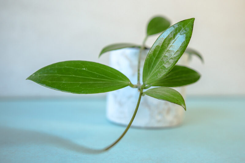 hoya nicholsoniae